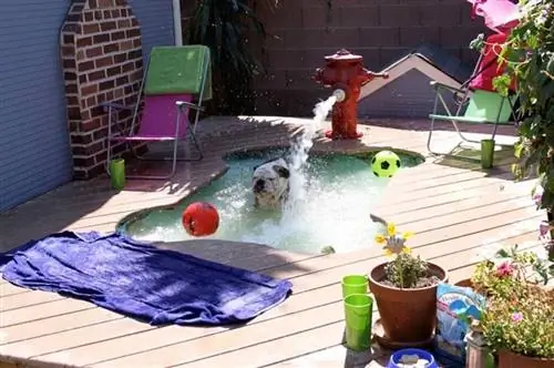 Kiddie Pool „pasidaryk pats“šunų vonia iš „He althy Paws“.