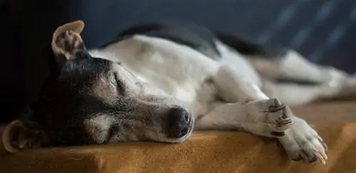 anjing senior jack russell sedang tidur