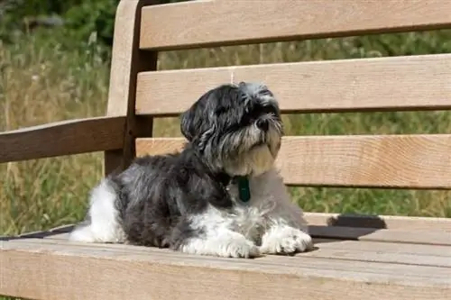 shih tzu sur banc en bois