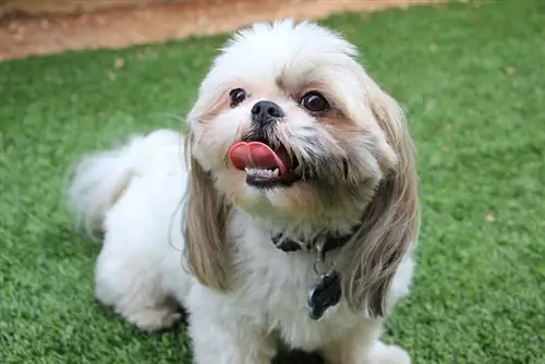 Shih Tzu montrant les dents