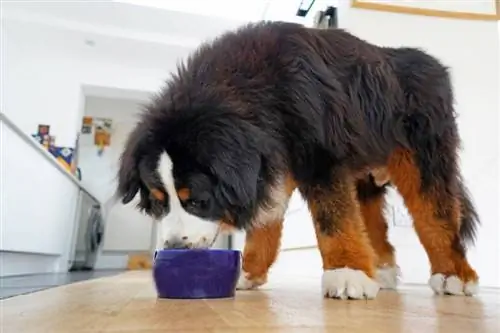 մեծ փափկամազ bernese Mountain Dog հսկայական թաթերով ուտում է կապույտ ամանի մեջ