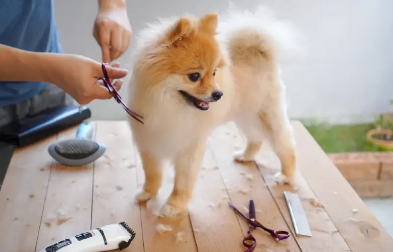 groomer na nagbibigay sa isang fox face pomeranian dog ng gupit