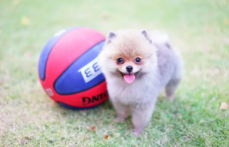 theekopje Pommeren puppy met een basketbal op gras