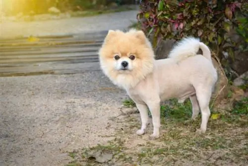 Pomeranian na may hiwa ng leon