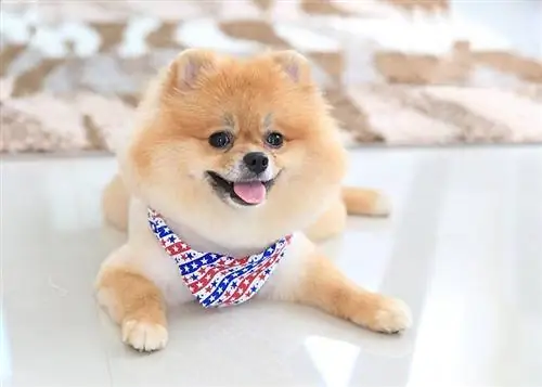 pomeranian puppy met bandana