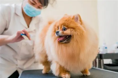 Ang Pomeranian ay nakakakuha ng tail trim sa groomer's