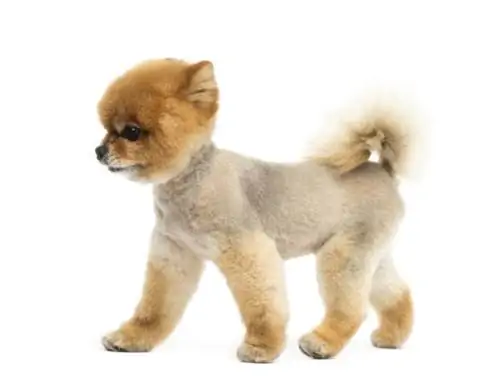 Pomeranian puppy na may buzz cut