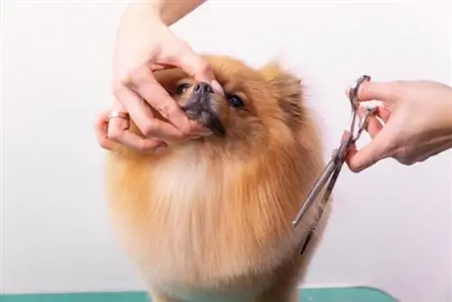 Pomeranian chest cut