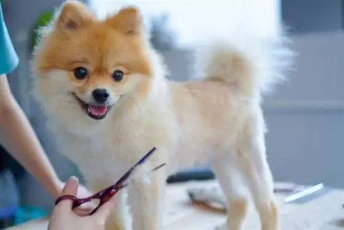 Pomeranian sa groomer's