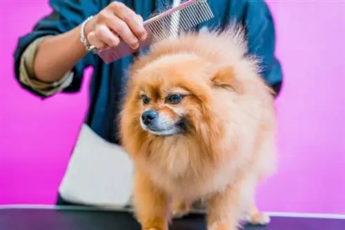 Pomeranian on valmis mohawki saamiseks