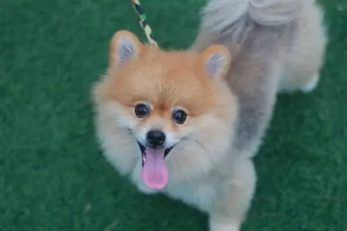 pomeranian hond die omhoog kijkt