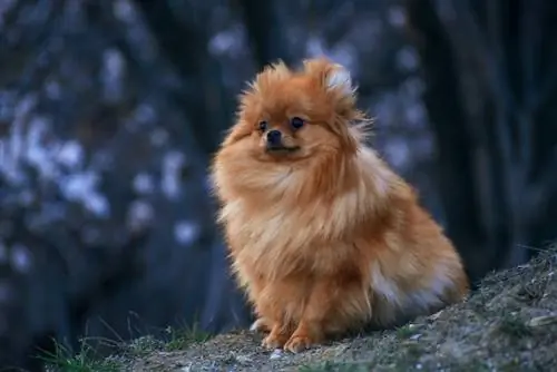 Rode pomeranian zittend in het vuil