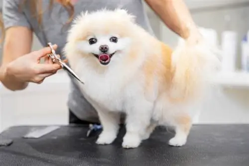 Pomeranian sa mga groomers