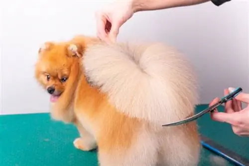 Pomeranian na may malabo na buntot