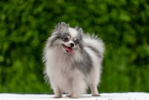 Parti Tan Blue Merle Pomeranian