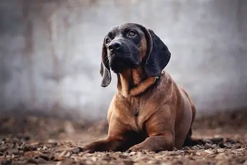 Adakah Bloodhound Anjing Pengawal yang Baik? Sejarah & Pembiakan