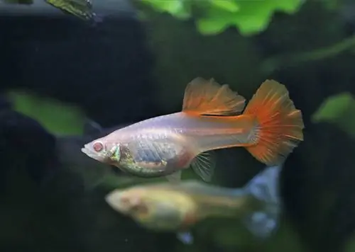 akvarium ichidagi bronza guppi