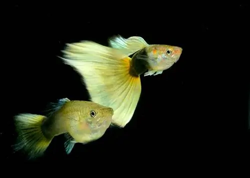 dalawang kalahating itim at dilaw na German Tuxedo Yellow guppies