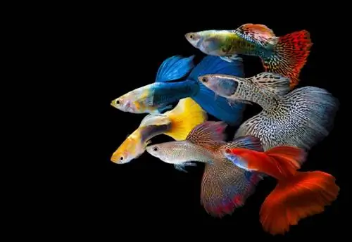 13 Tipos Diferentes de Guppies: Cores, Formas & Padrões (Com Imagens)