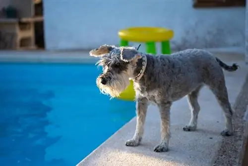 Schnauzers Miniatura Podem Nadar? Eles gostam de água?