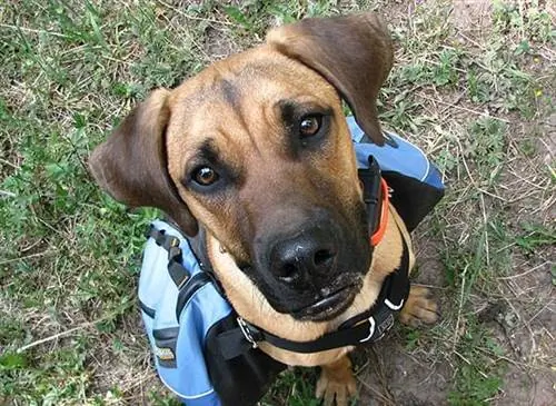 Siberian Black Mouth Cur