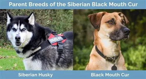 Mga Parent Breed ng Siberian Black Mouth Cur