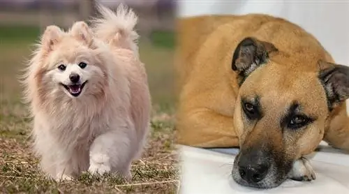 Black Mouth Pom Cur (Black Mouth Cur & Pomeranian Mix) Bilder, egenskaper & Fakta