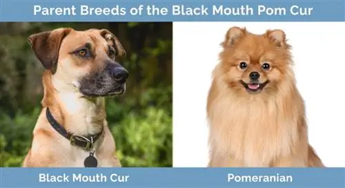 Orang tua dari Black Mouth Pom Cur