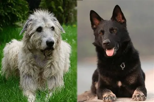 Irsk ulvehund Schæferhund Mix: Info, Billeder, Karakteristika & Fakta