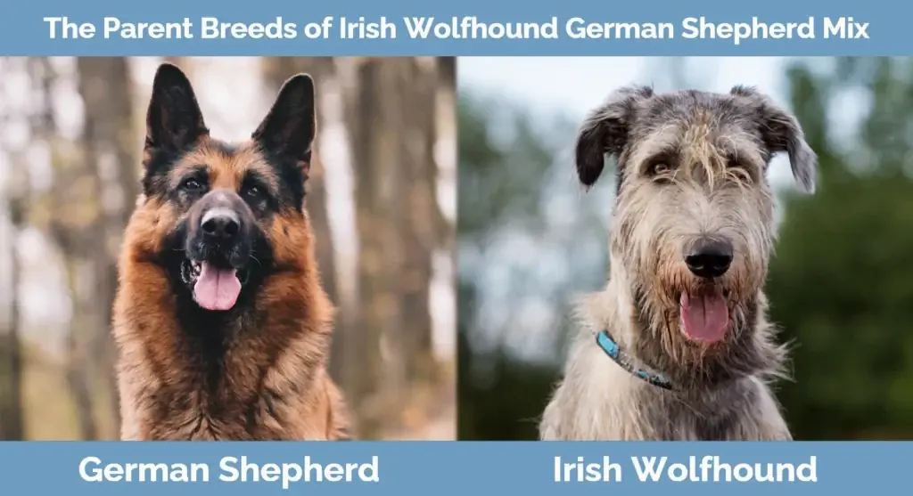 Ирландиялык Wolfhound немис овчаркасы аралашмасынын ата-теги породалары