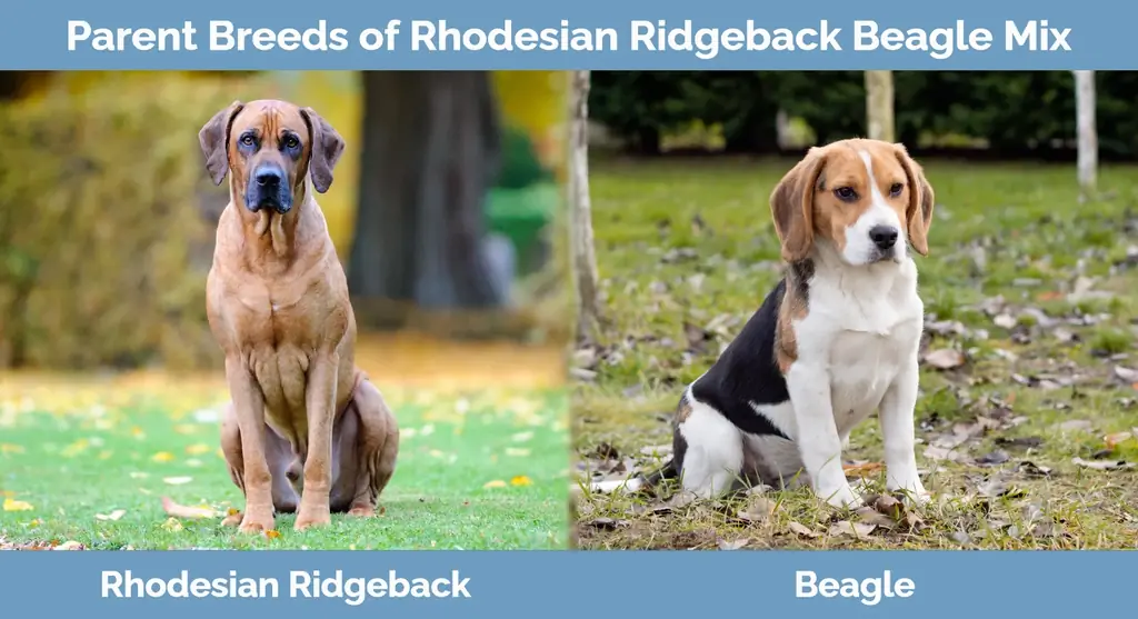 Niam txiv yug ntawm Rhodesian Beagle