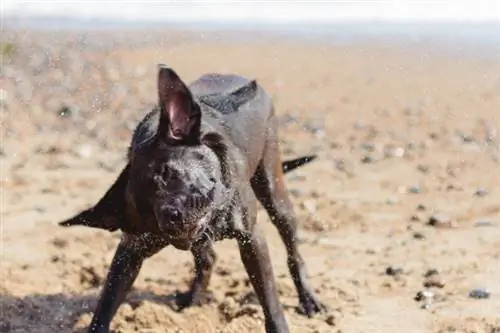 Labrador de Rodesia moviendo la cabeza