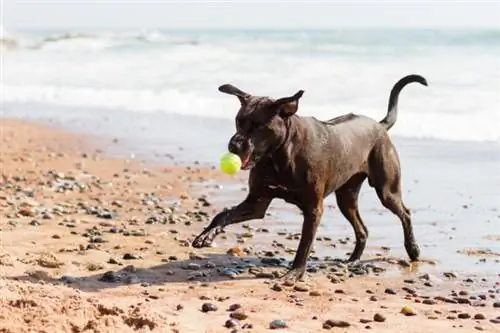 Rhodesian Labrador achter een bal aan