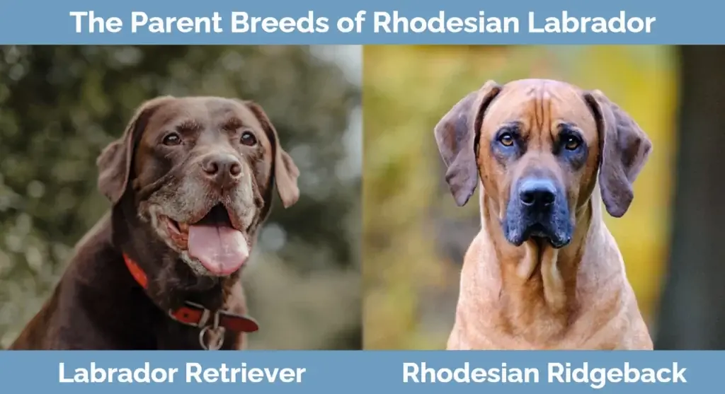 Die ouer rasse van Rhodesiese Labrador