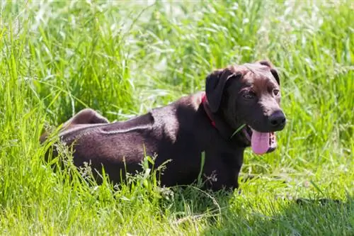 Rodēzijas labradora jauktas šķirnes suns