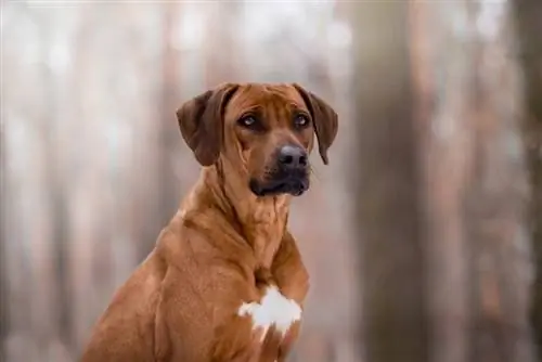 Cão misturado pastor da Rodésia