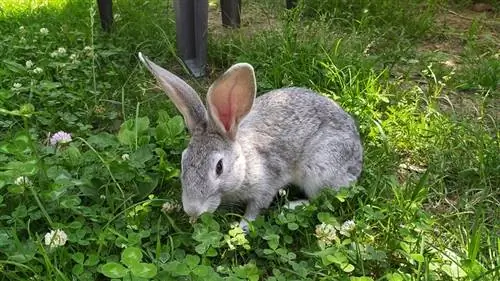 çimlerde chinchilla tavşanı