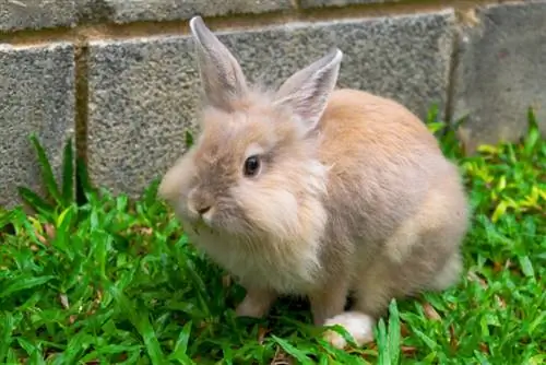 Löwenkopfkaninchen auf dem Gras