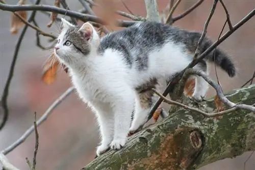 kat op een boomtak