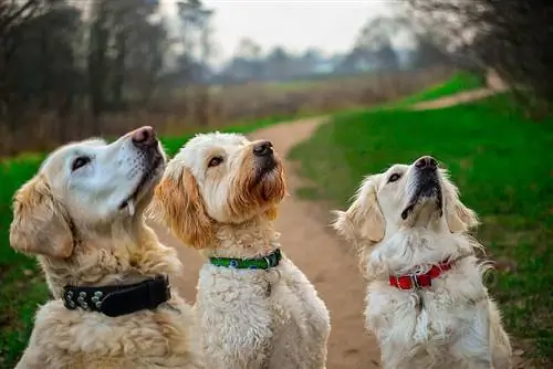 chó tha mồi vàng và goldendoodle