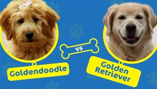 Goldendoodle protiv zlatnog retrivera: Koja je razlika? (sa slikama)