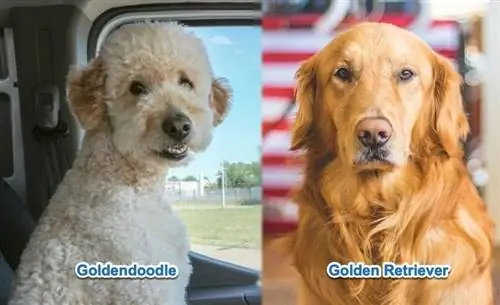 goldendoodle مقابل المسترد الذهبي