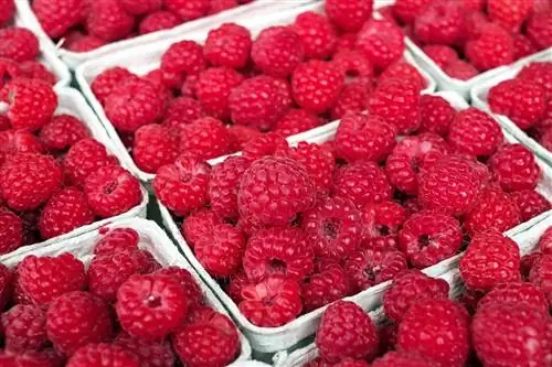 Je, Nguruwe Wa Guinea Inaweza Kula Raspberries? Ukweli uliokaguliwa na Vet & Maswali Yanayoulizwa Mara kwa Mara