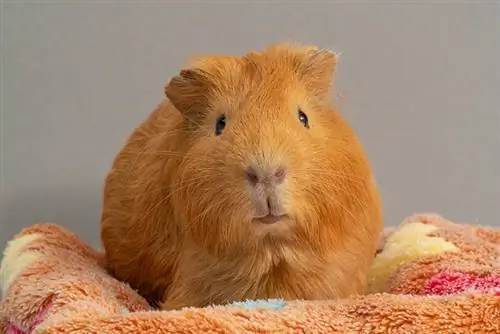 mannelijke kuif cavia