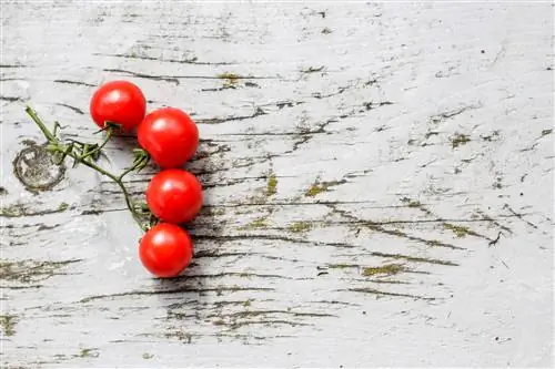 Porquinho da índia pode comer tomate? Fatos revisados por veterinários & Perguntas frequentes