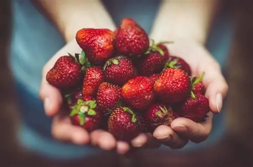 Überreichen von Erdbeeren