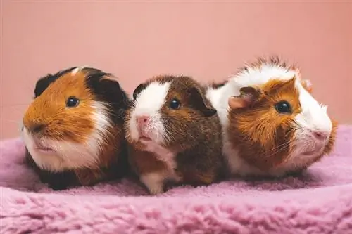 drei Meerschweinchen auf einer rosa Decke