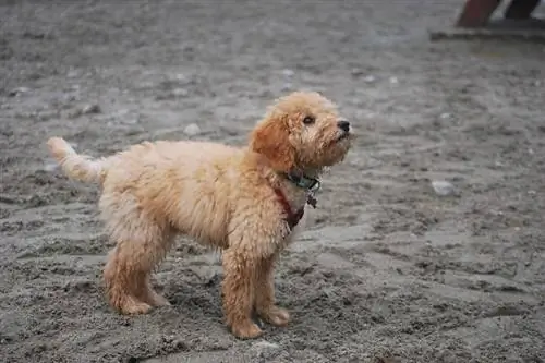 Meruňkový Goldendoodle běží v hlíně