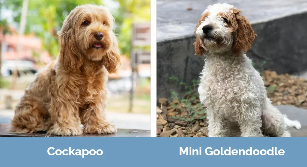 Cockapoo vs Mini Goldendoodle - Визуалдык айырмачылыктар