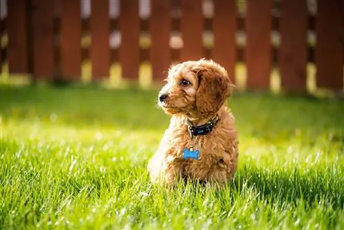 Cockapoo Puppy